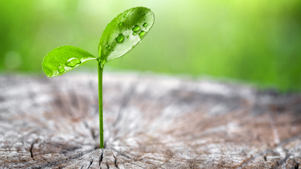 Emissionsarme Produkte, nach EC1 zertifiziert